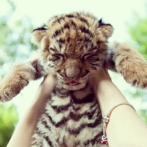 Meet your Posher, Disamed